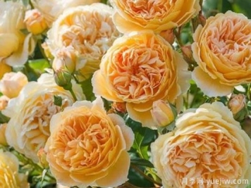 大花香水月季的养护方法，分享10种花香飘满屋