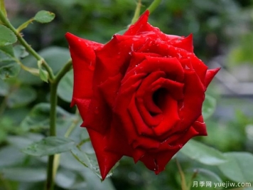 2023年情人节十大玫瑰品种销量榜，卡罗拉位居首位