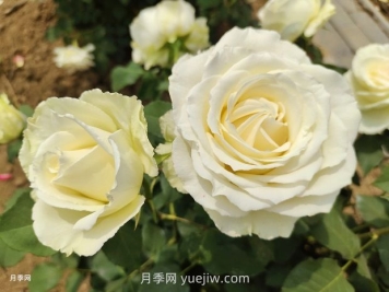 十一朵白玫瑰的花语和寓意